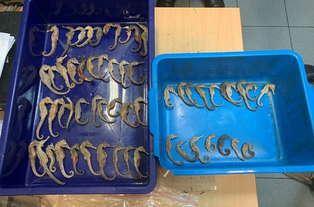 Dried Seahorses (hippocampus spp.) being smuggled from Indonesia to Vietnam were detected  by airport customs during X-ray luggage inspection and seized by Singapore’s Immigration and Checkpoints Authority